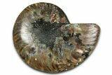 Cut & Polished Ammonite Fossil (Half) - Madagascar #349058-1